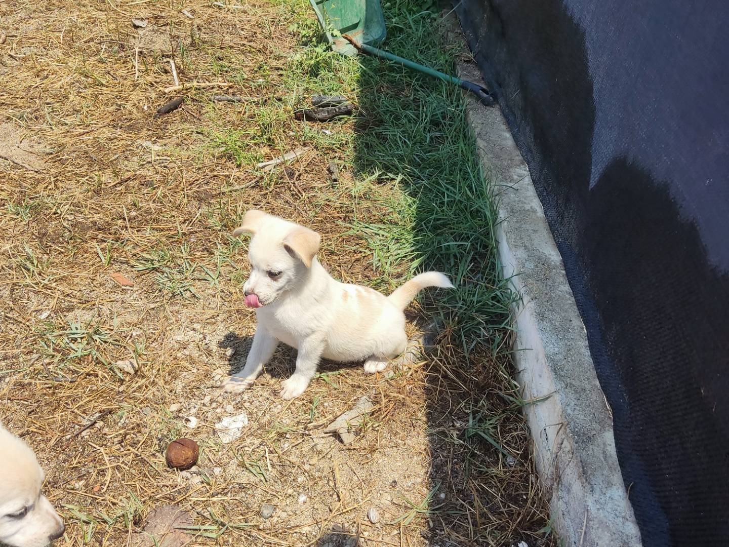 Adozione cane, maschio, Razza sconosciuta Razza sconosciuta, 3 mesi, taglia media contenuta, Bergamo