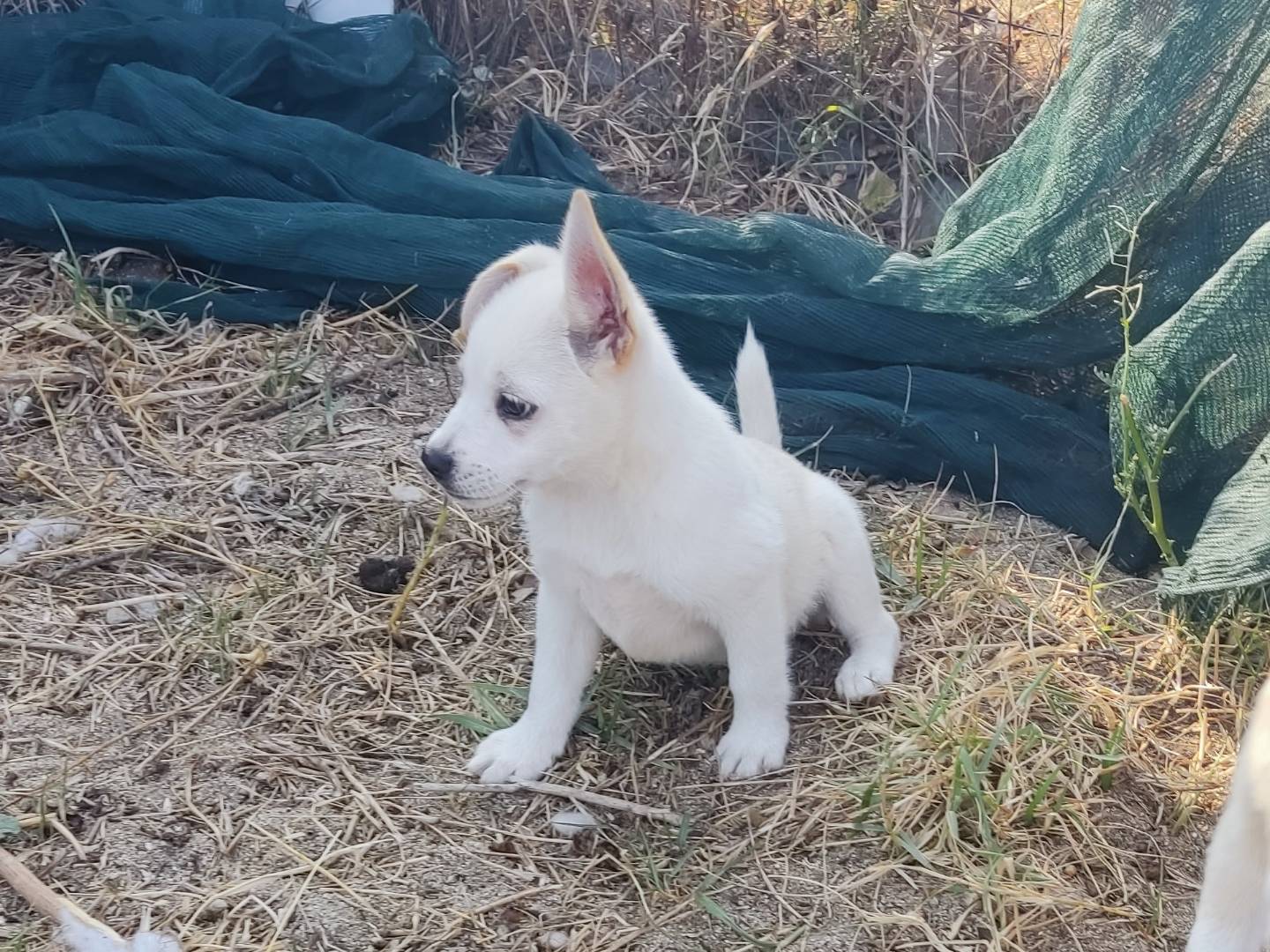 Adozione cane, femmina, Razza sconosciuta Razza sconosciuta, 3 mesi, taglia media contenuta, Bergamo