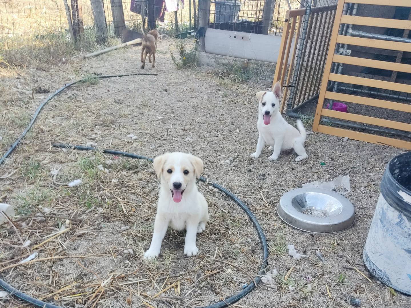 Adotta un cane, femmina, 3 mesi, Bergamo
