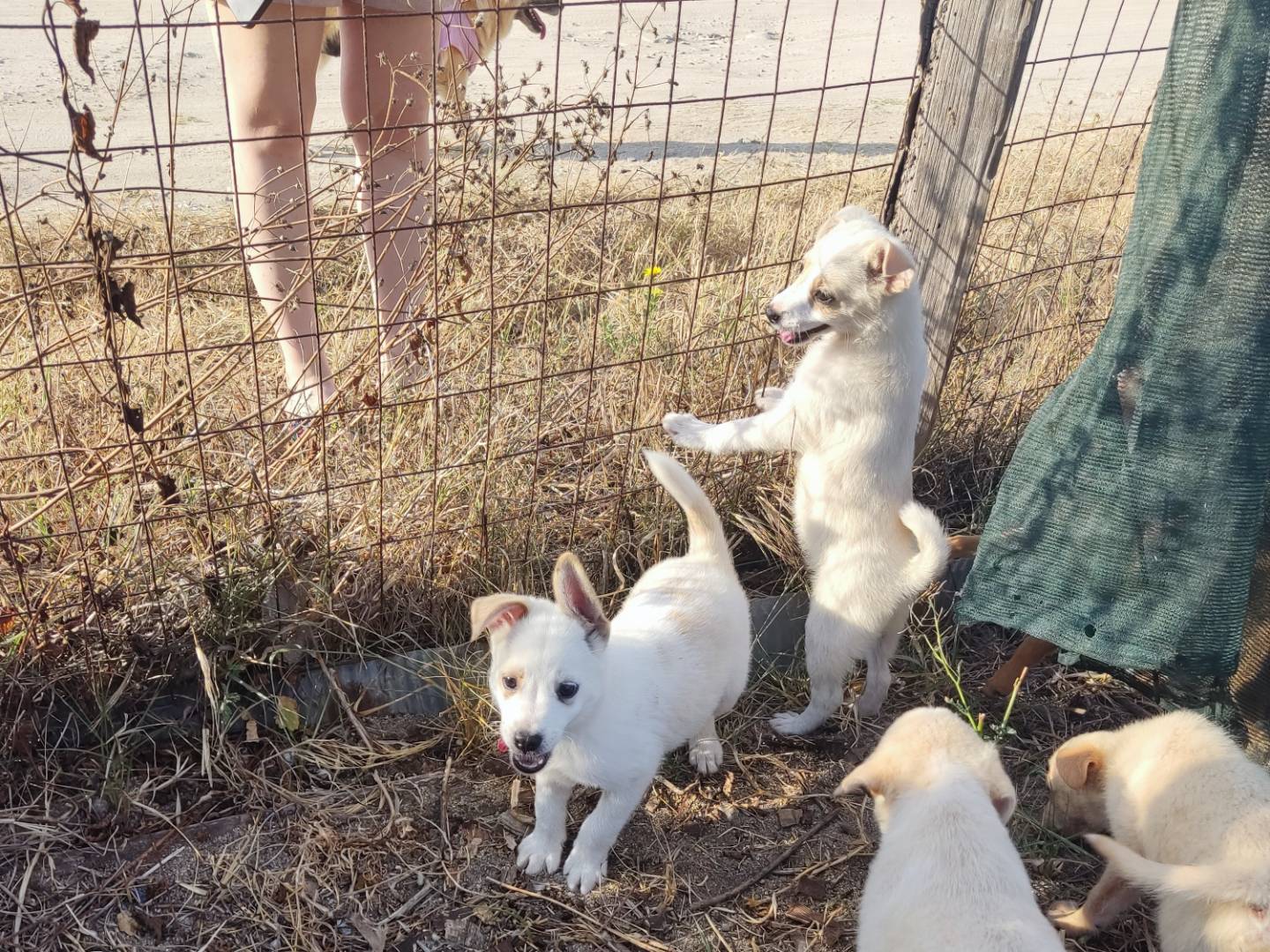 Adotta un cane, taglia media contenuta, femmina, Bergamo