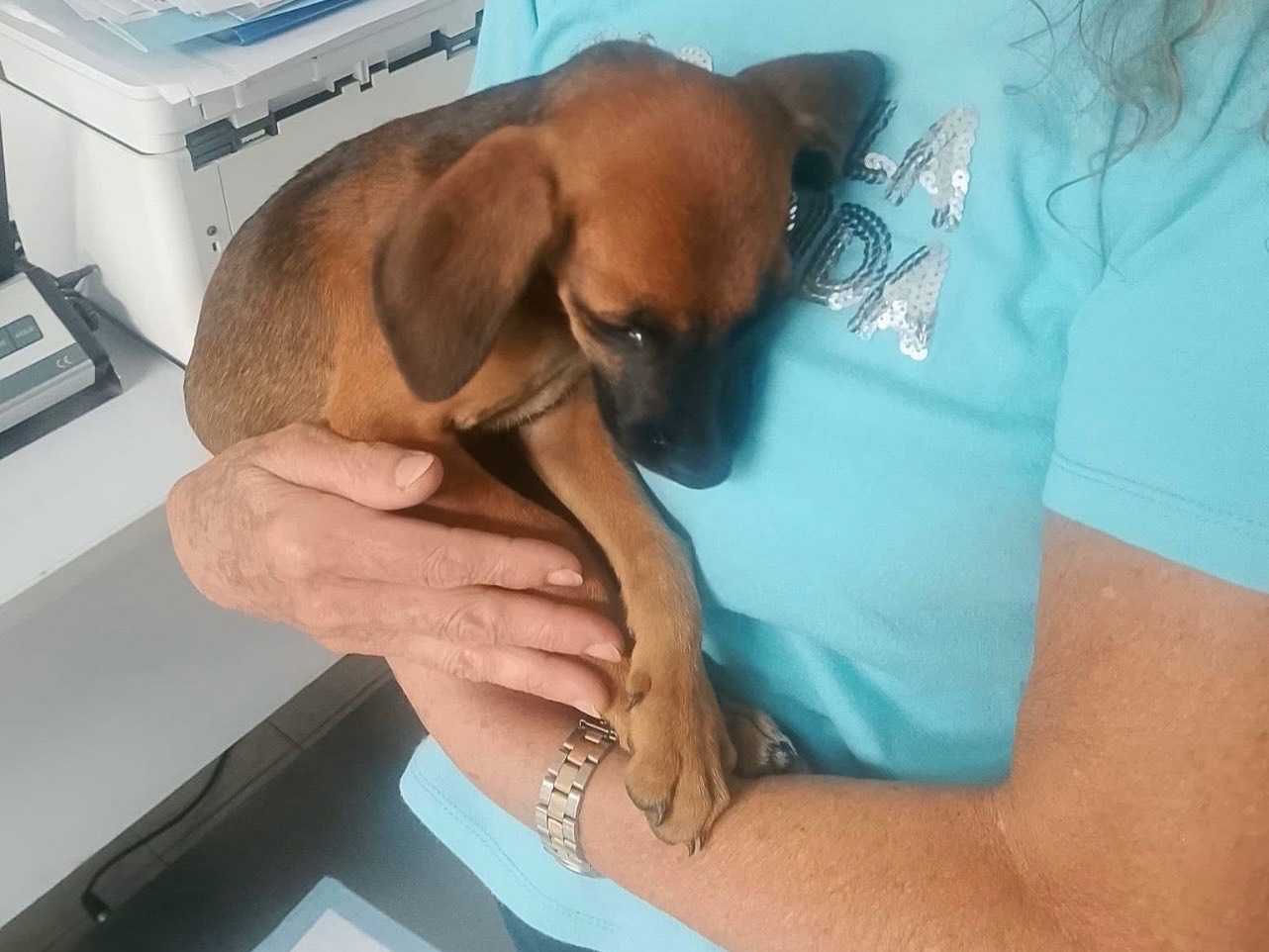 Adozione cane, femmina, Razza sconosciuta Razza sconosciuta, 3 mesi, taglia media contenuta, Cosenza