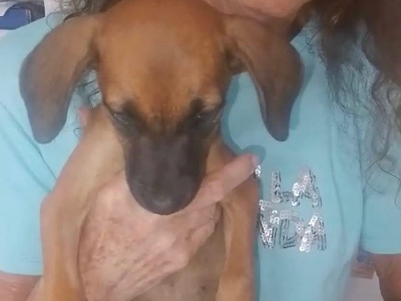 Adotta un cane, taglia media contenuta, femmina, Cosenza