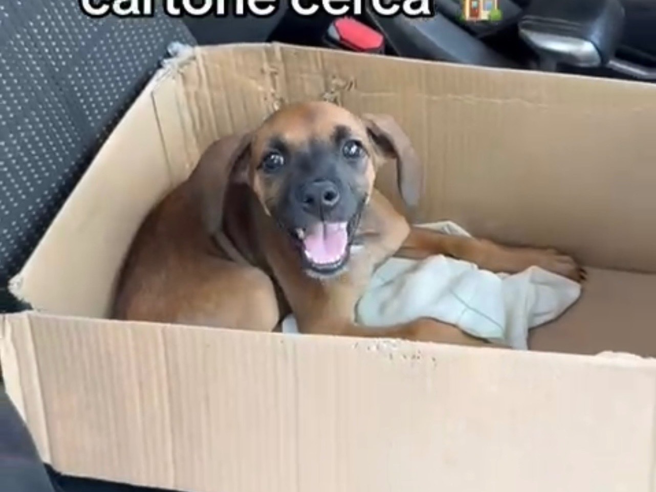 Vuoi adottare un cane a Cosenza?