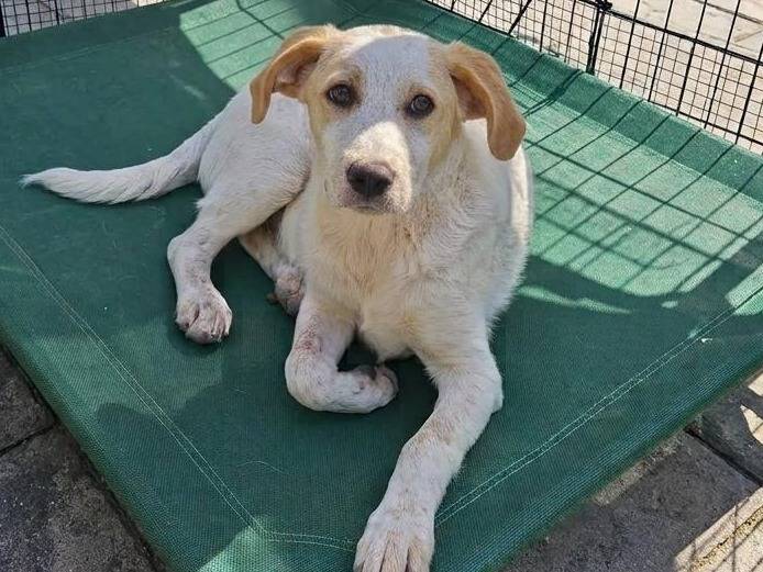 Adozione cane, femmina, Razza sconosciuta Razza sconosciuta, 4 mesi, taglia grande, Gorizia