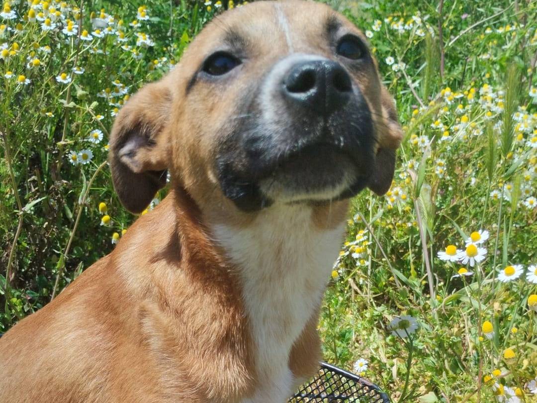Adotta il cane UMA a Vibo