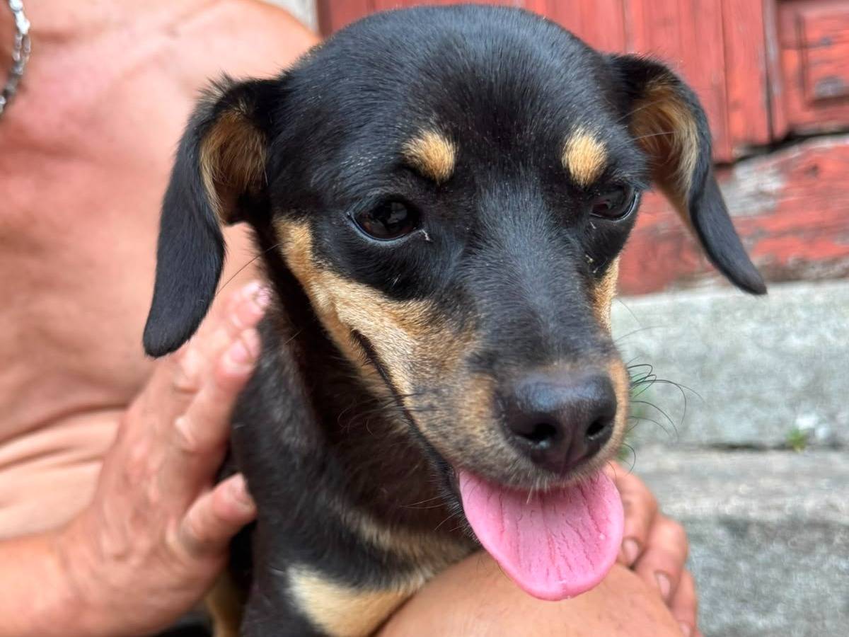 Adotta un cane, femmina, 8 mesi, Catanzaro