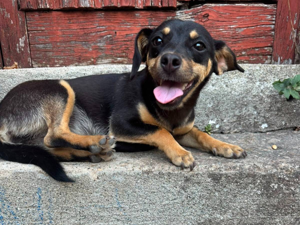 Adotta un cane, taglia piccola, femmina, Catanzaro