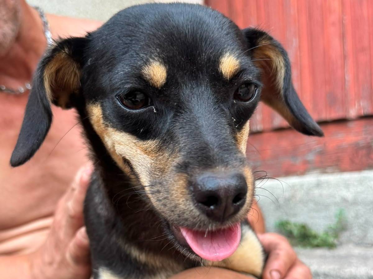Adotta il cane TOPINA a Catanzaro