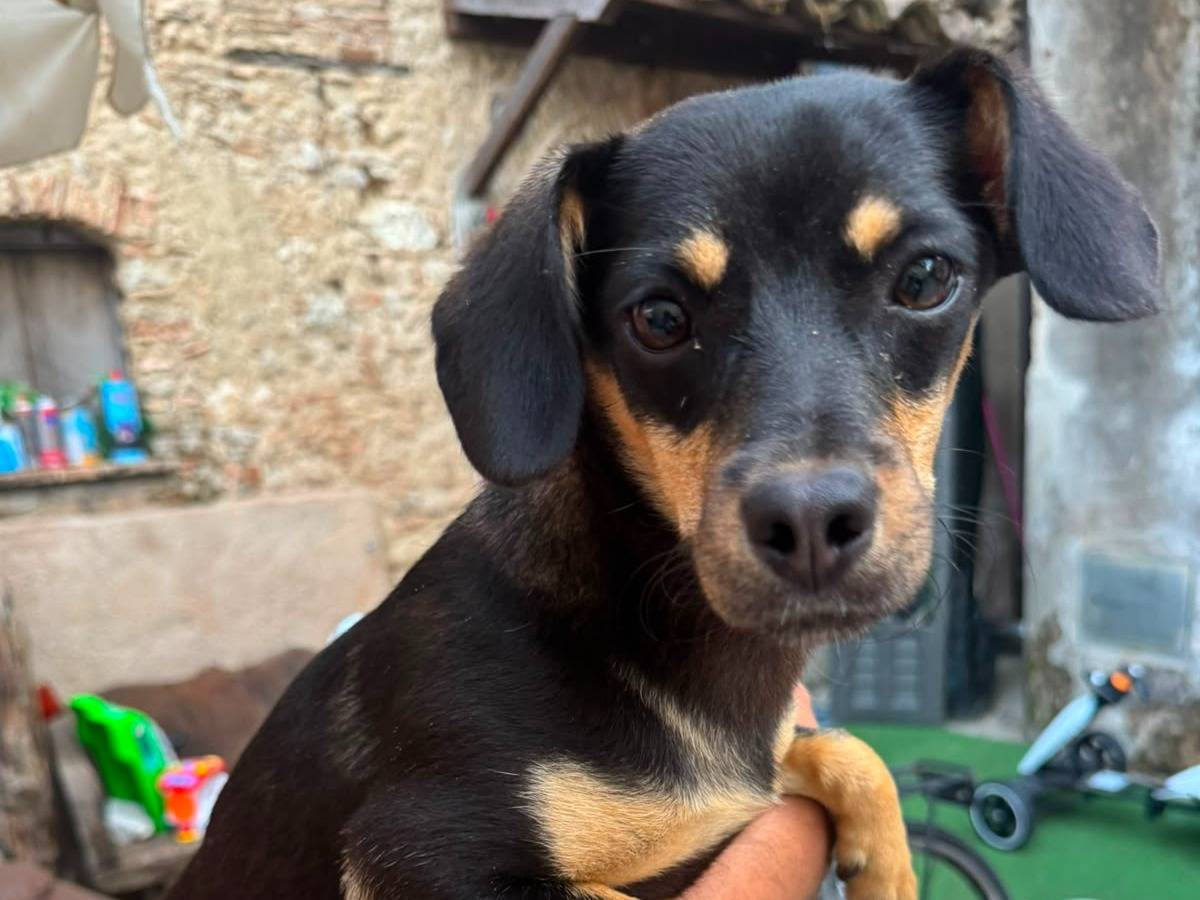 Adozione cane, femmina, Razza sconosciuta Razza sconosciuta, 8 mesi, taglia piccola, Catanzaro