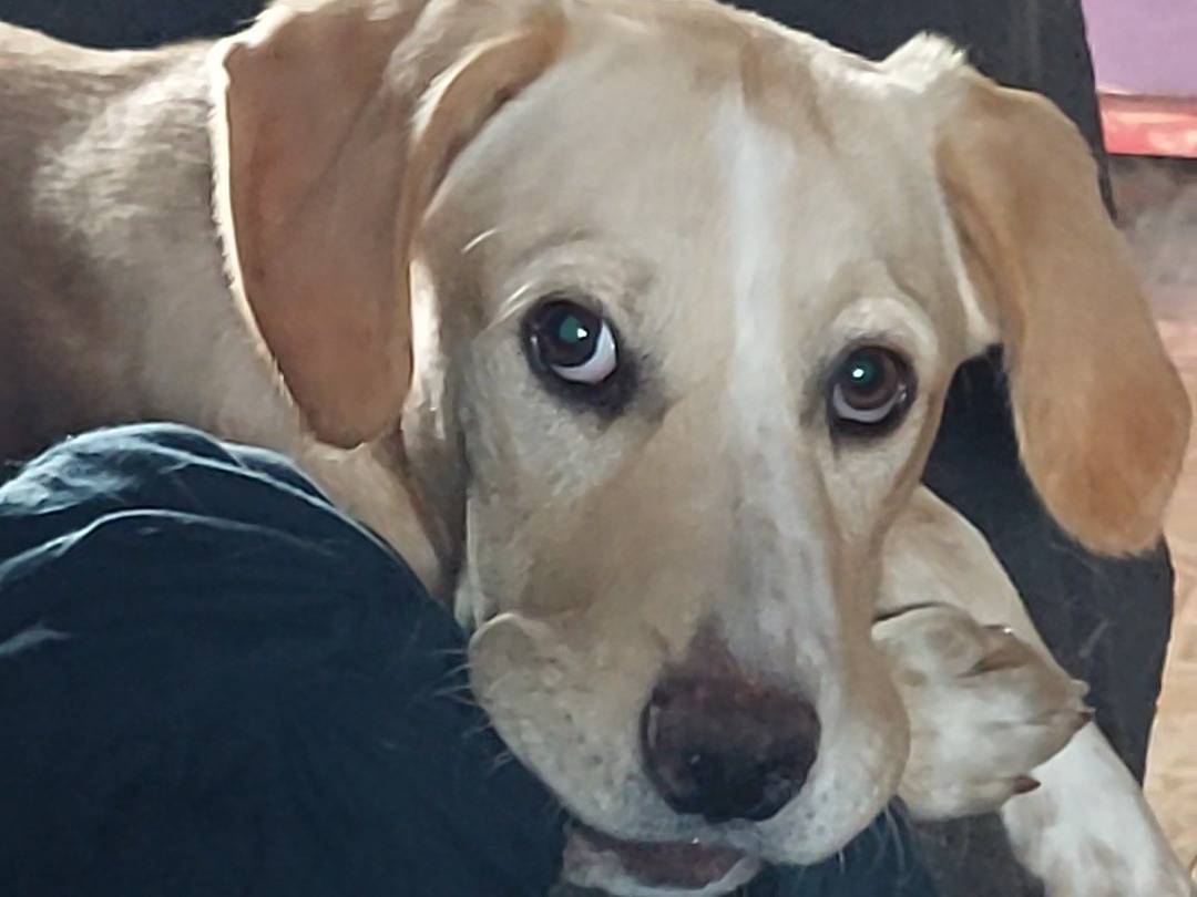 Adotta un cane, femmina, 5 mesi, Pavia