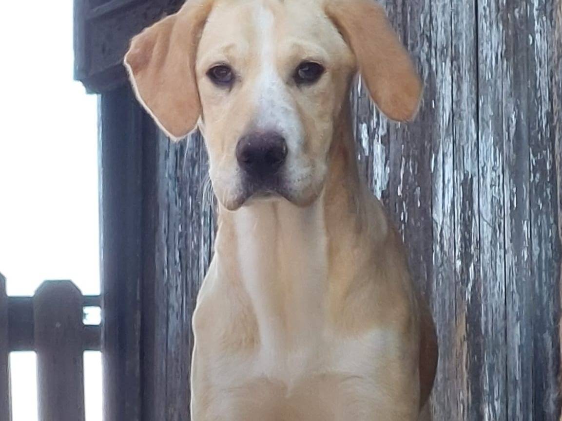 Adozione cane, femmina, Razza sconosciuta Razza sconosciuta, 5 mesi, taglia media contenuta, Pavia