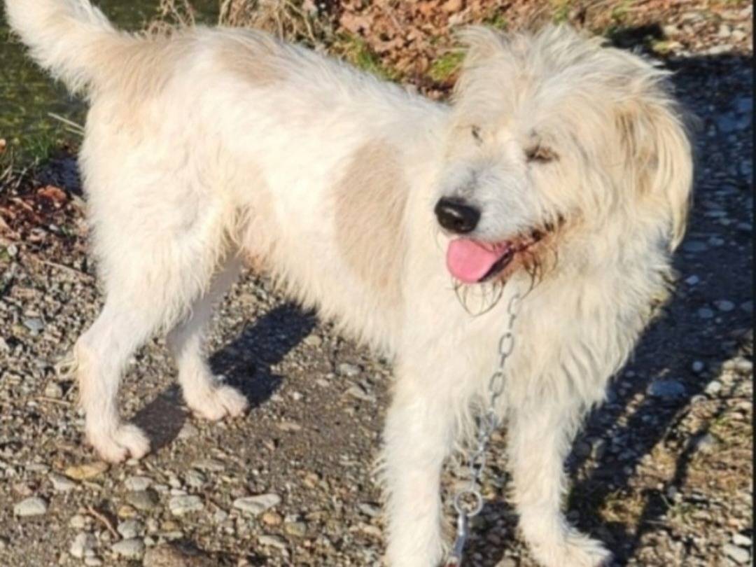 Adotta un cane, maschio, 6 anni e 1 mese, Novara