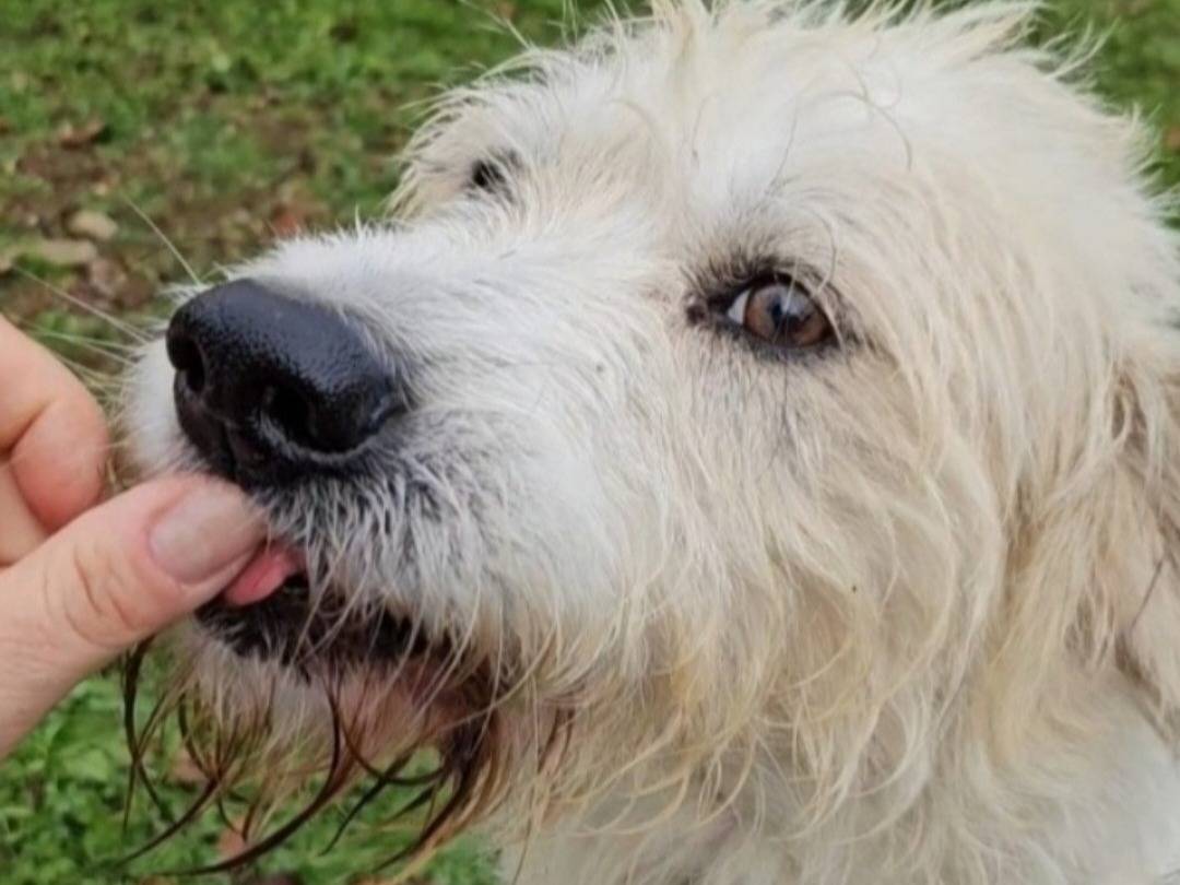 Adozione cane, maschio, Razza sconosciuta Razza sconosciuta, 6 anni e 1 mese, taglia media, Novara