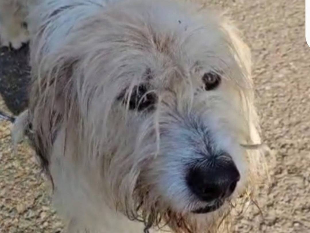 Adotta un cane, taglia media, maschio, Novara