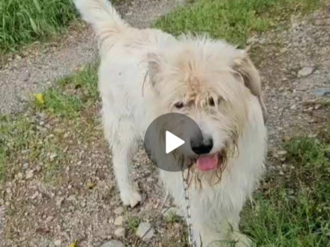 Vuoi adottare un cane a Novara?