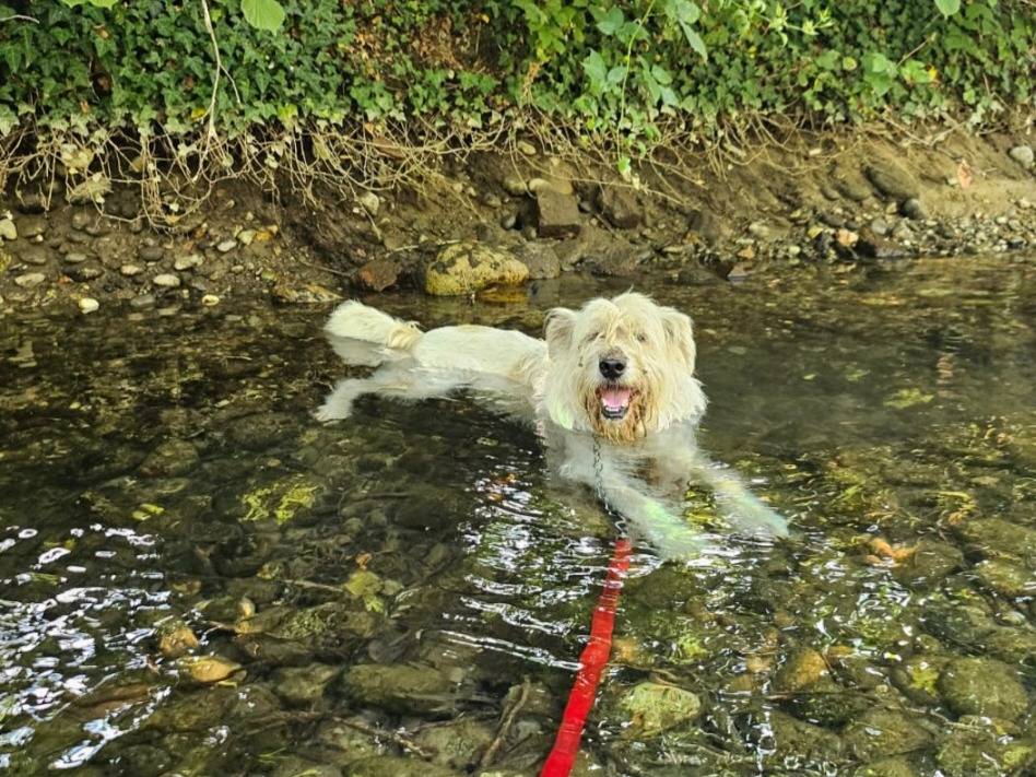 Adotta il cane Orlando simil Spinone a Novara