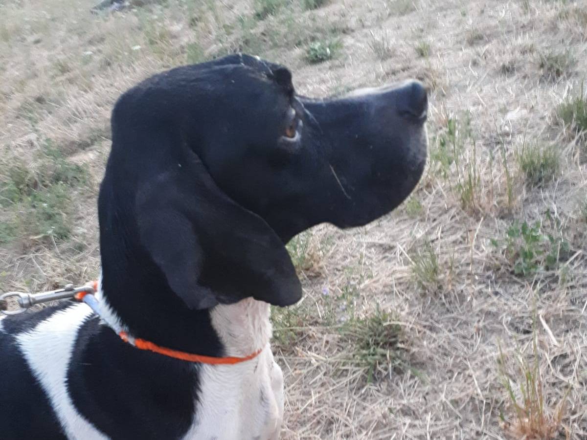 Vuoi adottare un cane a Monza?