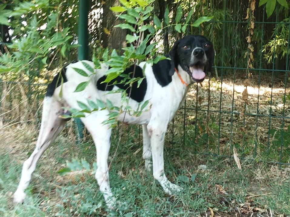 Adotta il cane CODINI a Monza