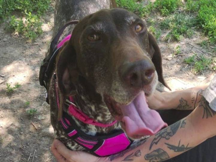 Adozione cane, femmina, Bracco Razza sconosciuta, 10 anni e 4 mesi, taglia media, Alessandria