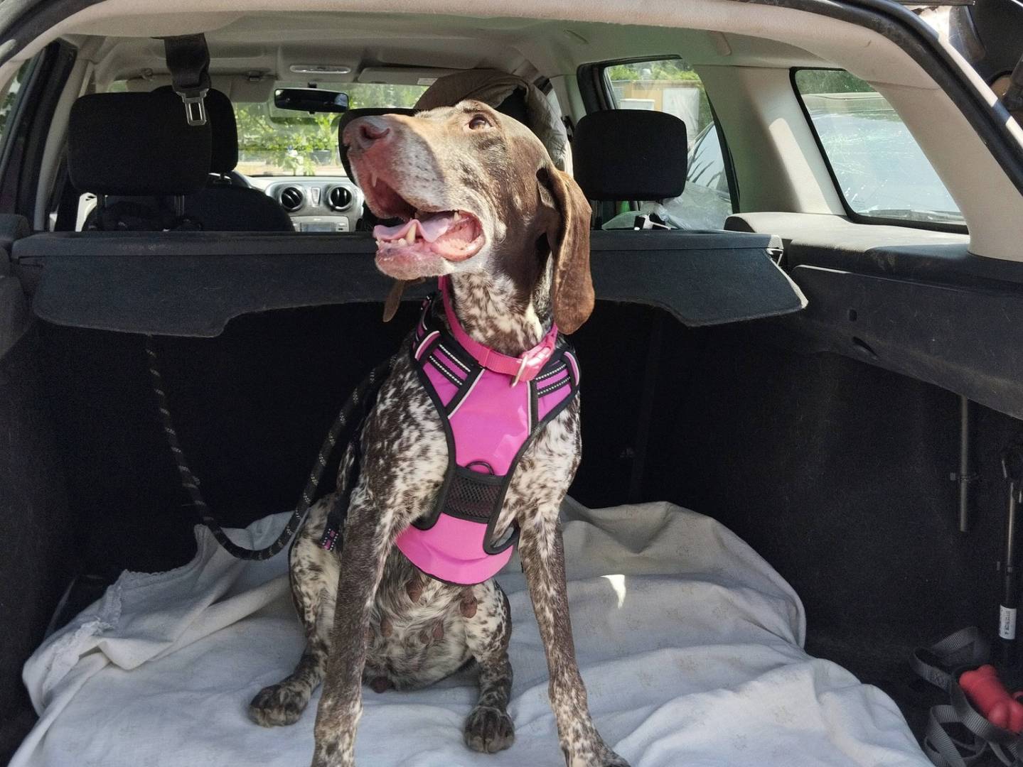 Vuoi adottare un cane a Alessandria?