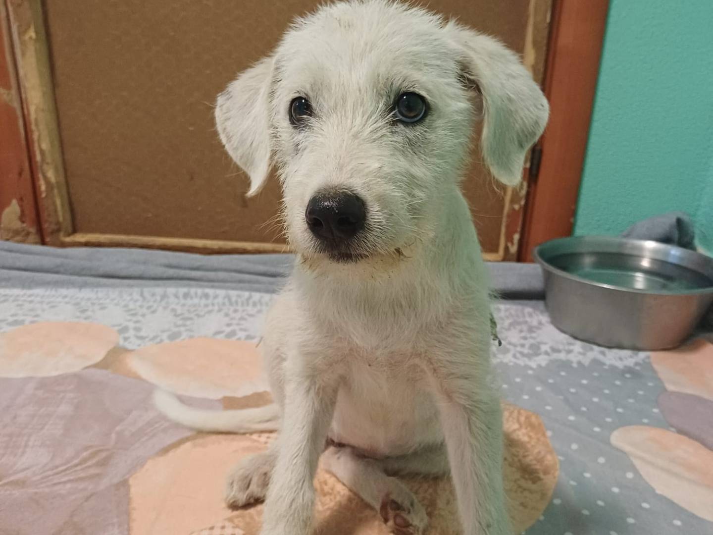 Adozione cane, femmina, Razza sconosciuta Razza sconosciuta, 2 mesi, taglia media, Cagliari