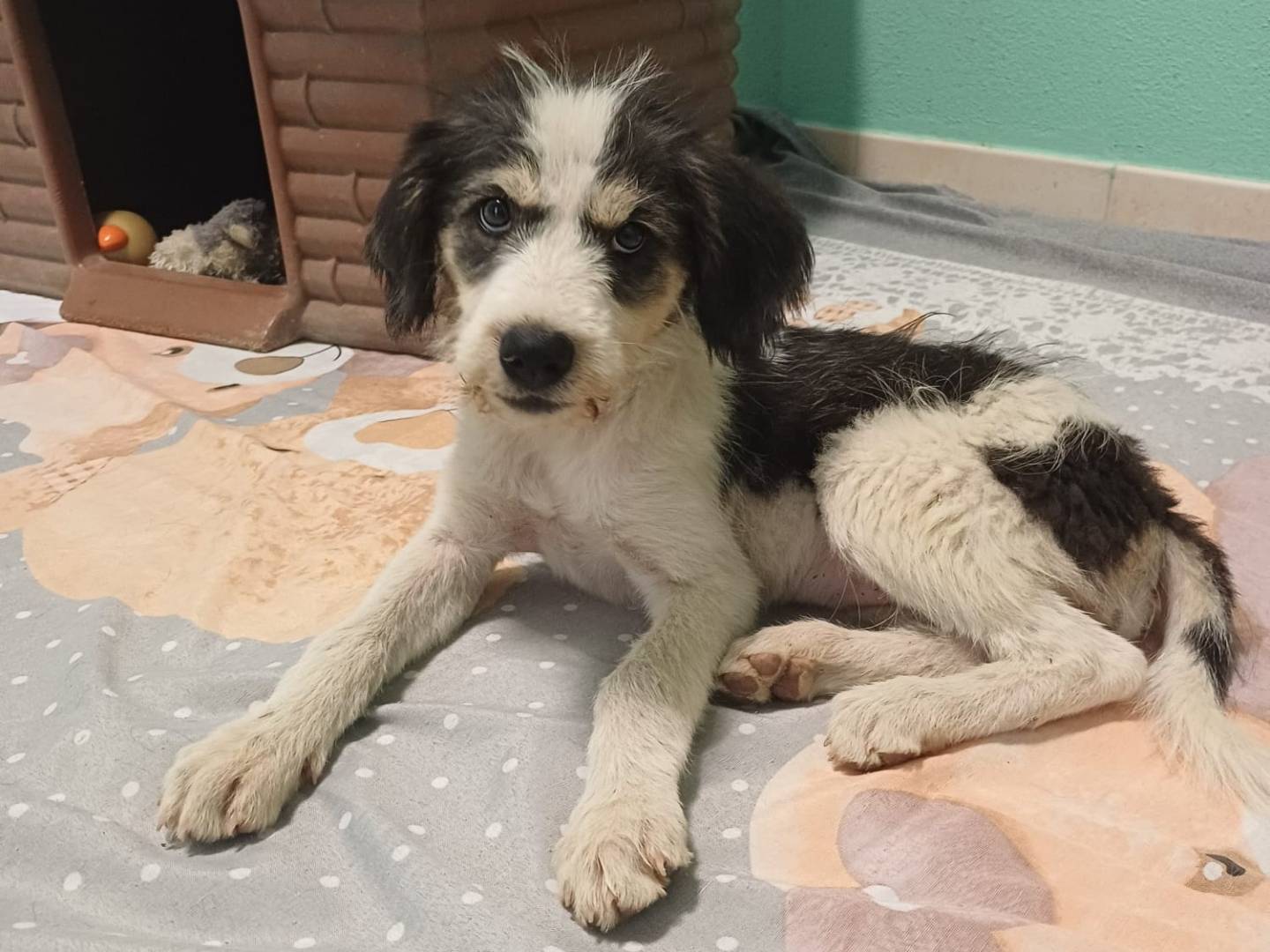 Adozione cane, femmina, Razza sconosciuta Razza sconosciuta, 3 mesi, taglia media, Cagliari