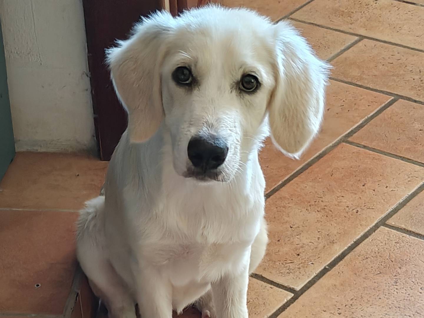 Adozione cane, femmina, Razza sconosciuta Razza sconosciuta, 4 mesi, taglia media, Varese