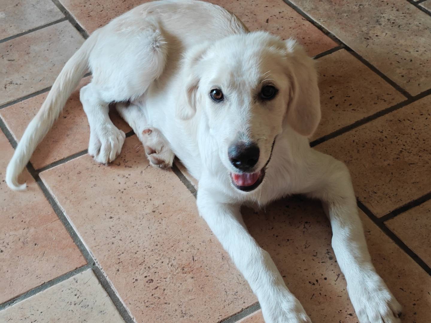Vuoi adottare un cane a Varese?