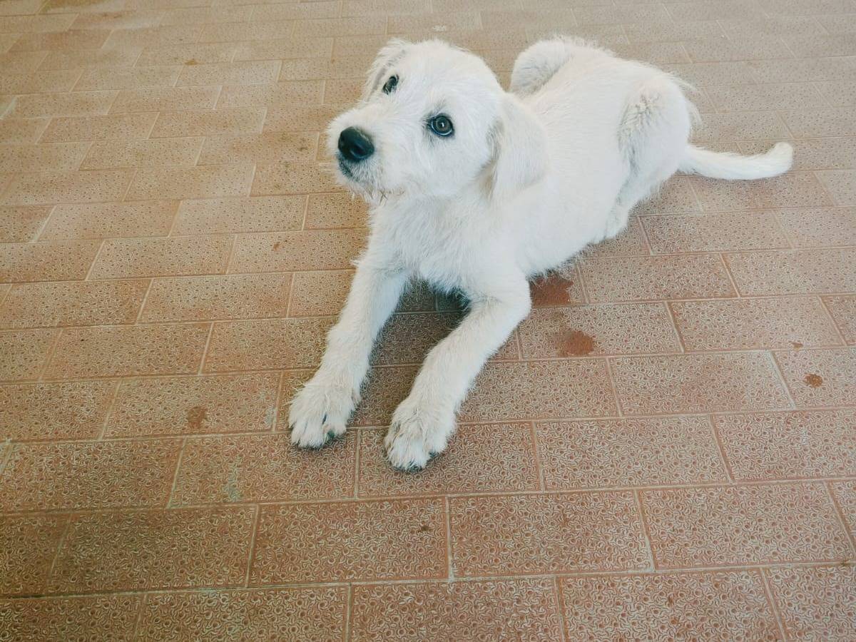 Adozione cane, maschio, Razza sconosciuta Razza sconosciuta, 3 mesi, taglia media, Cagliari