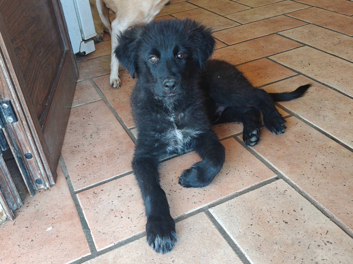 Adozione cane, maschio, Razza sconosciuta Razza sconosciuta, 3 mesi, taglia grande, Palermo