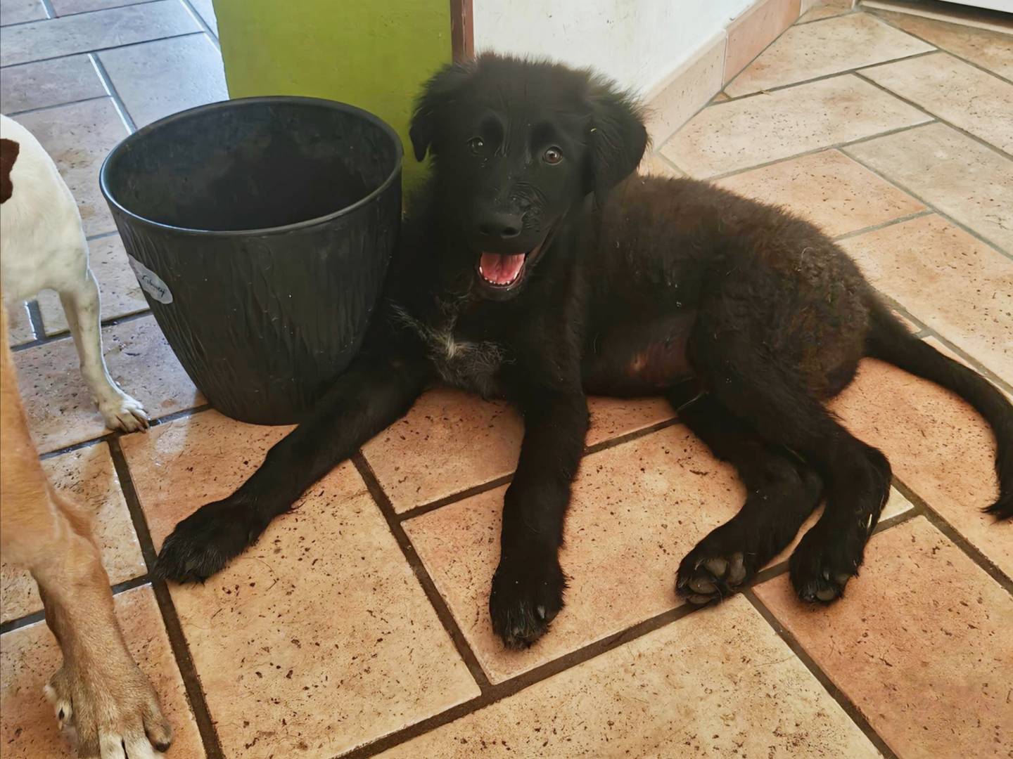 Adotta un cane, maschio, 3 mesi, Palermo