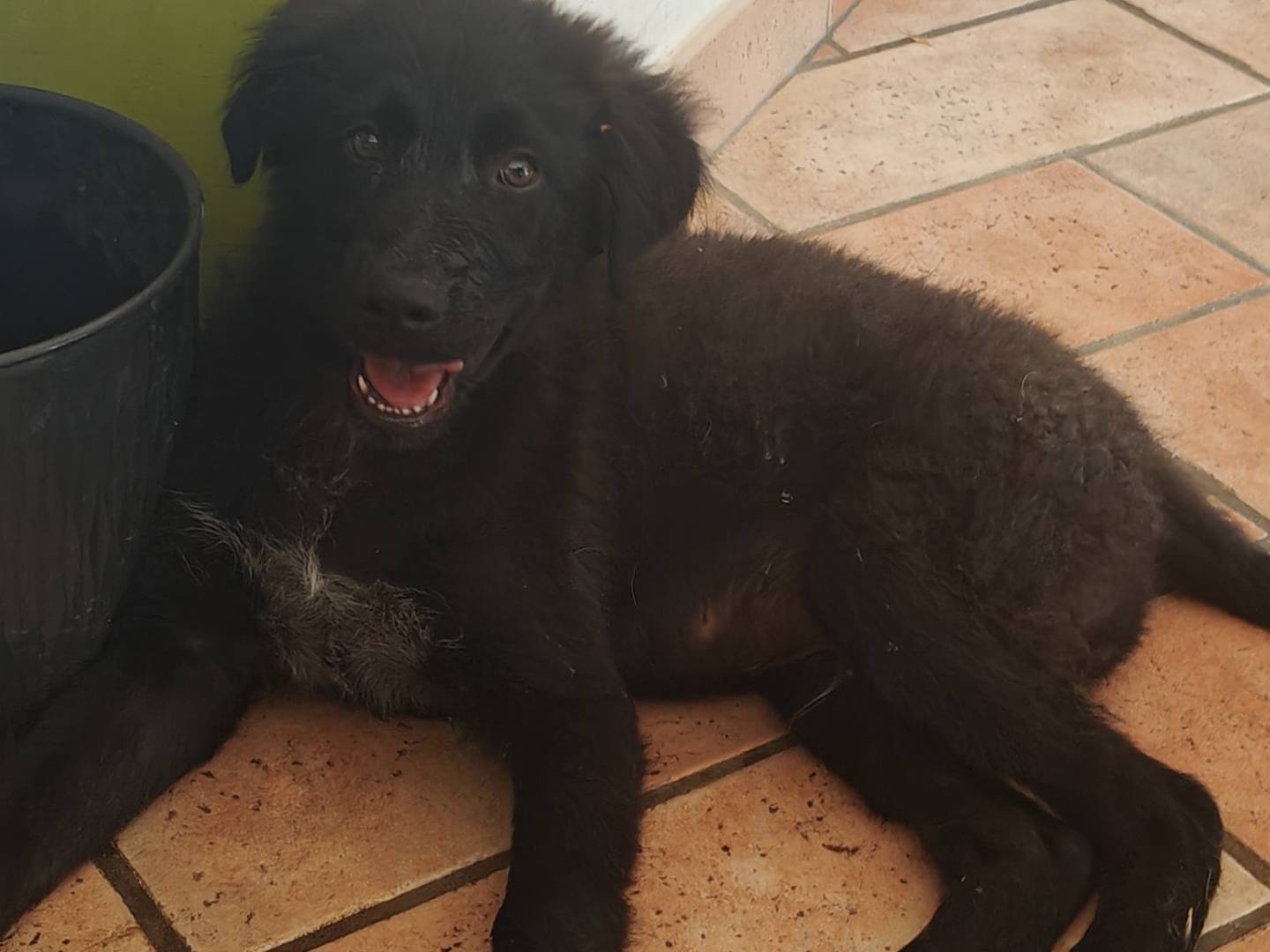 Adotta un cane, taglia grande, maschio, Palermo