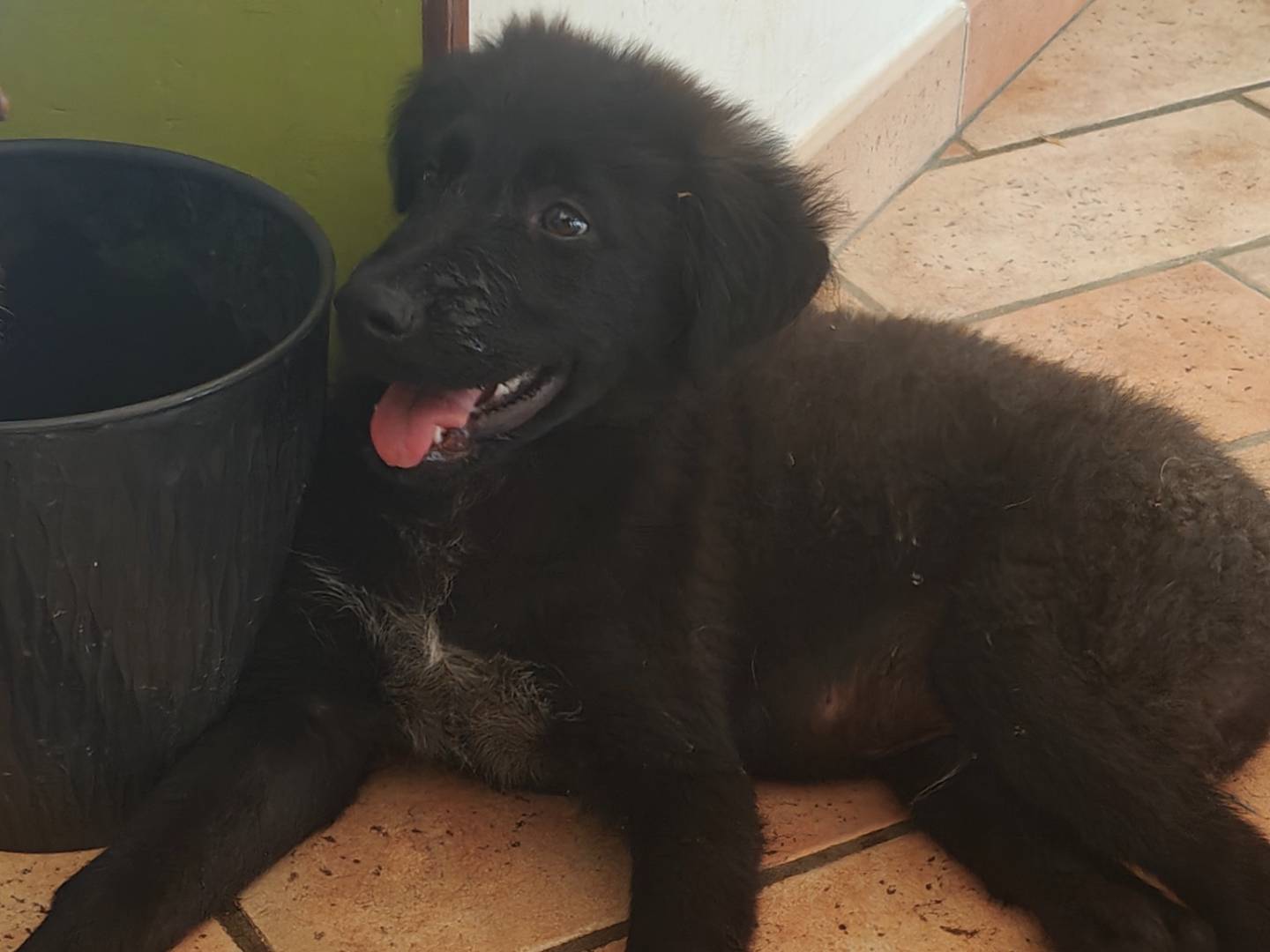 Vuoi adottare un cane a Palermo?