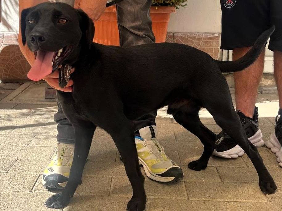Adozione cane, maschio, Razza sconosciuta Razza sconosciuta, 3 anni e 4 mesi, taglia media, Milano