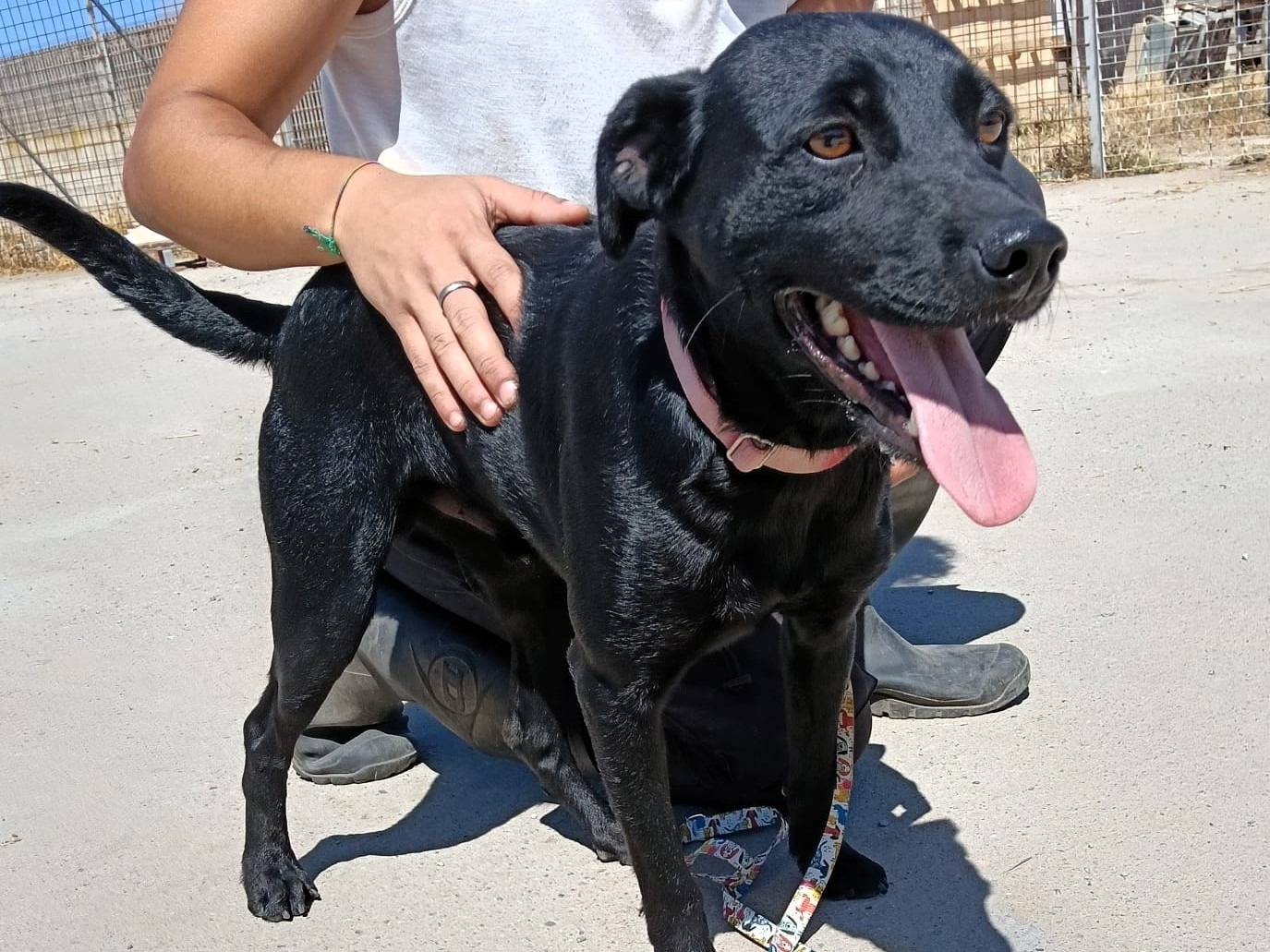 Adotta un cane, maschio, 3 anni e 4 mesi, Milano