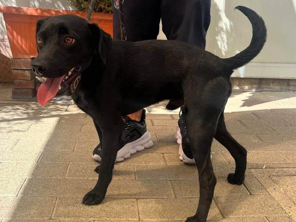 Vuoi adottare un cane a Milano?