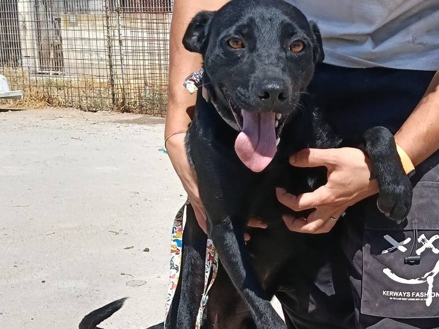 Adotta il cane NEREO a Milano