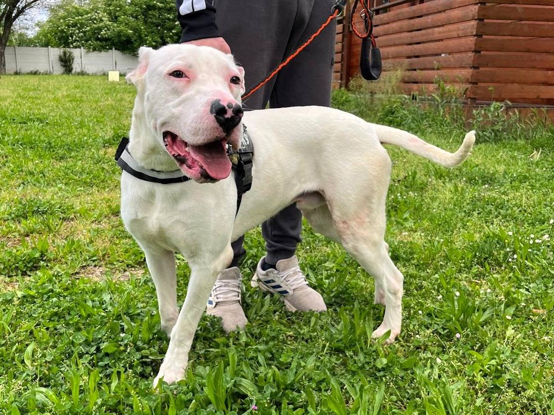 Adozione cane, maschio, Dogo Argentino Razza sconosciuta, 11 mesi, taglia grande, Milano