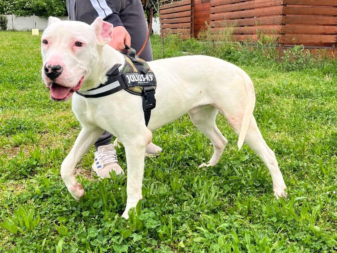 Adotta un cane, maschio, 11 mesi, Milano