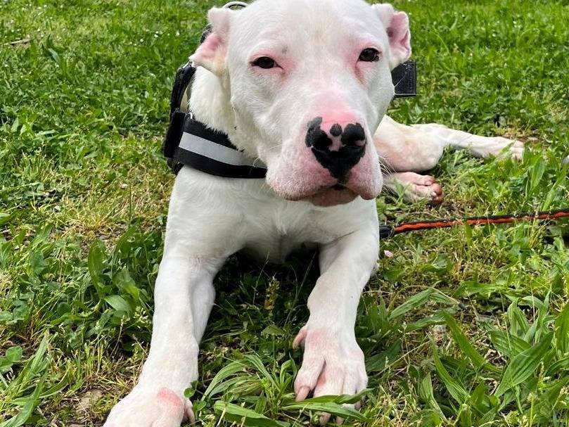 Adotta un cane, taglia grande, maschio, Milano