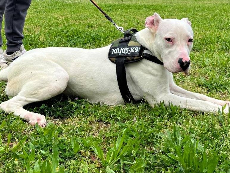 Adotta il cane ALBINO a Milano