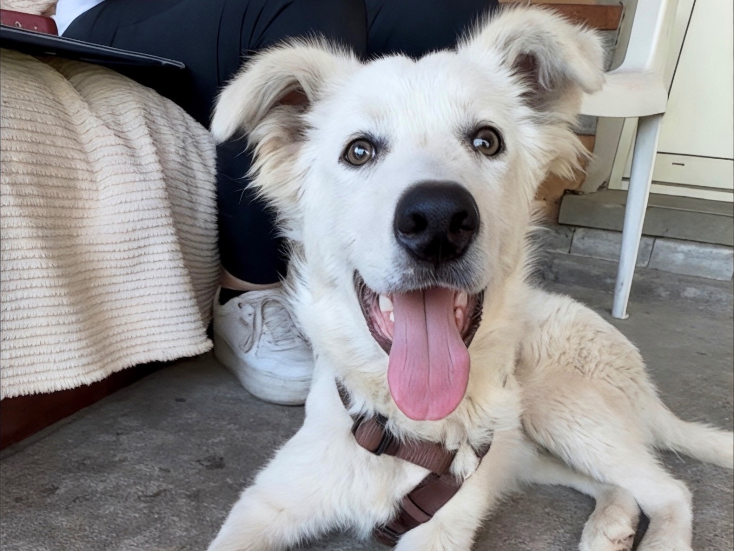 Adozione cane, maschio, Razza sconosciuta Razza sconosciuta, 4 mesi, taglia media, Cuneo