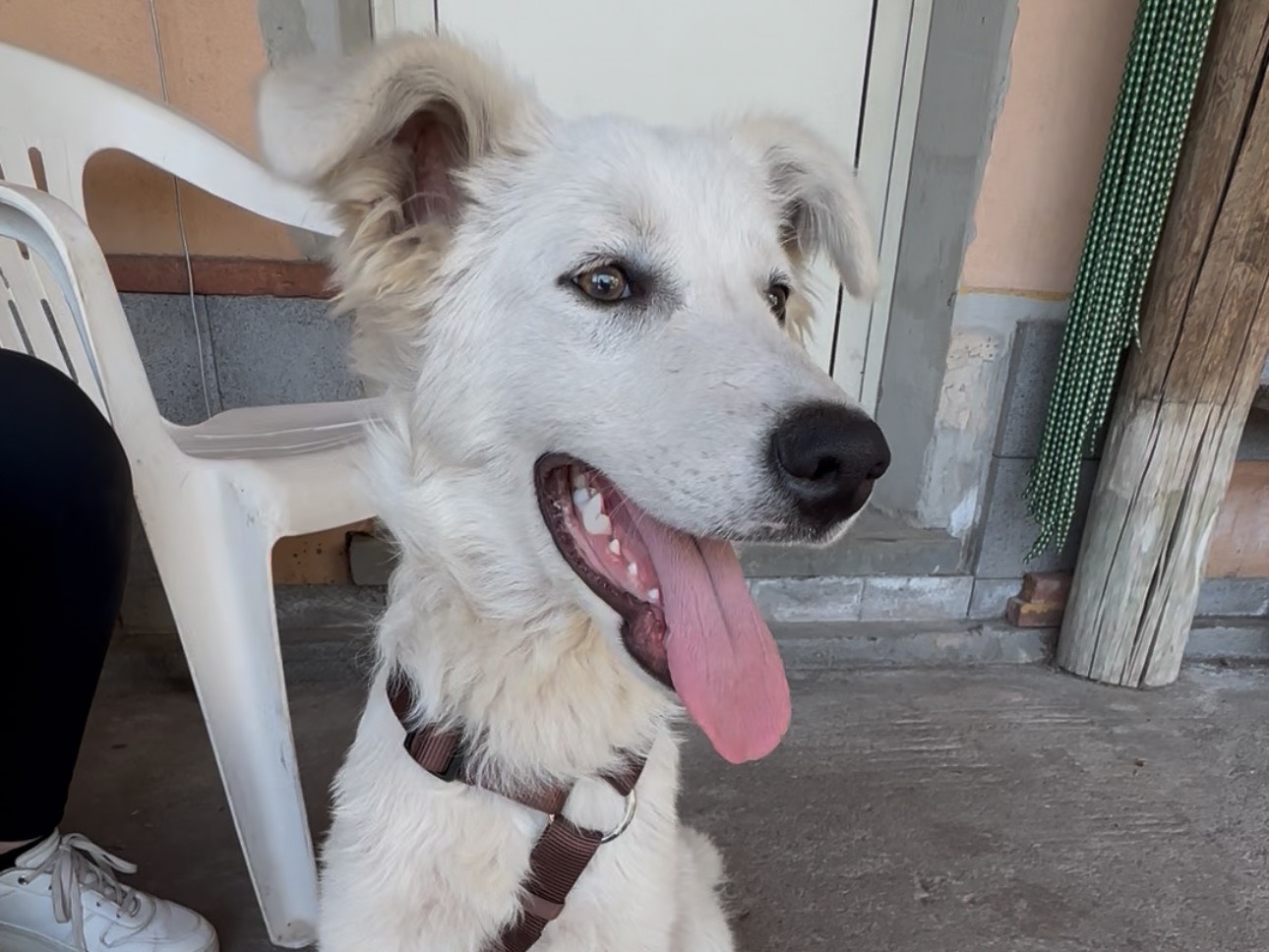 Adotta un cane, maschio, 4 mesi, Cuneo