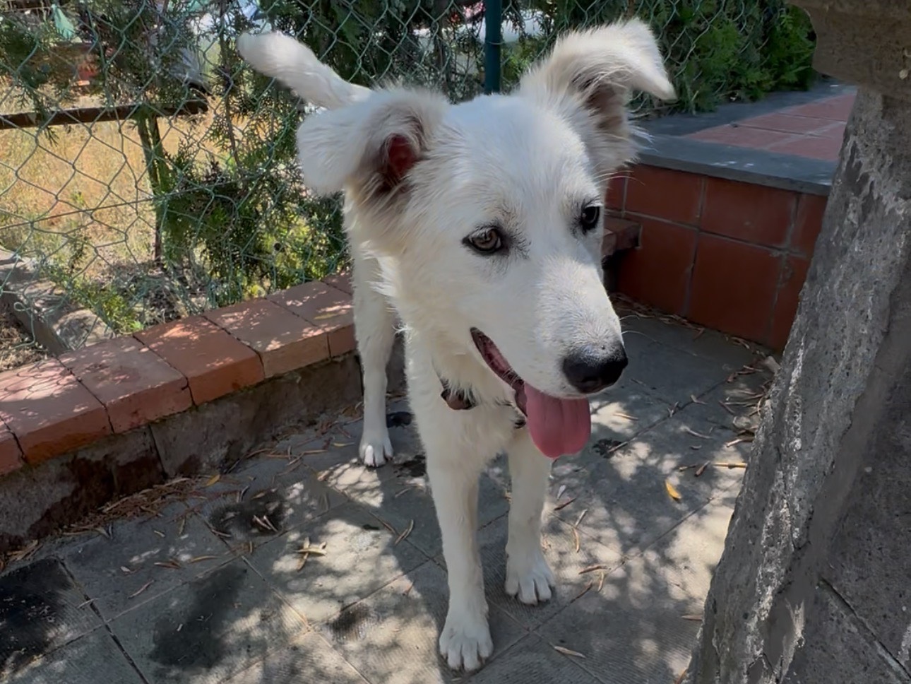 Adotta un cane, taglia media, maschio, Cuneo