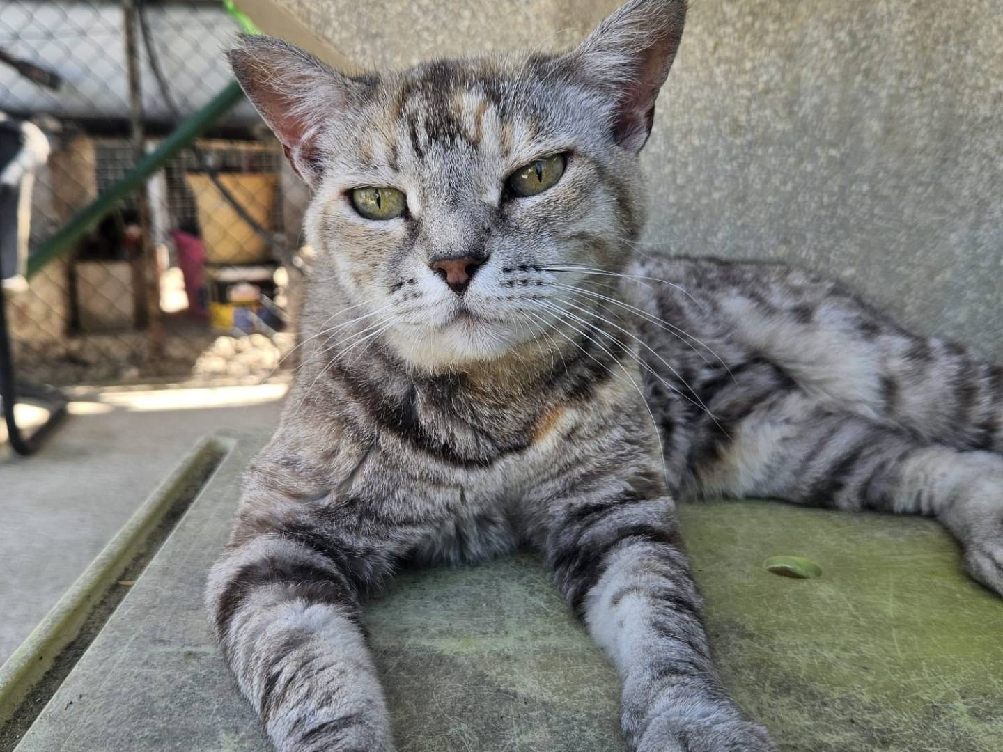 Vuoi adottare un gatto a Terni?