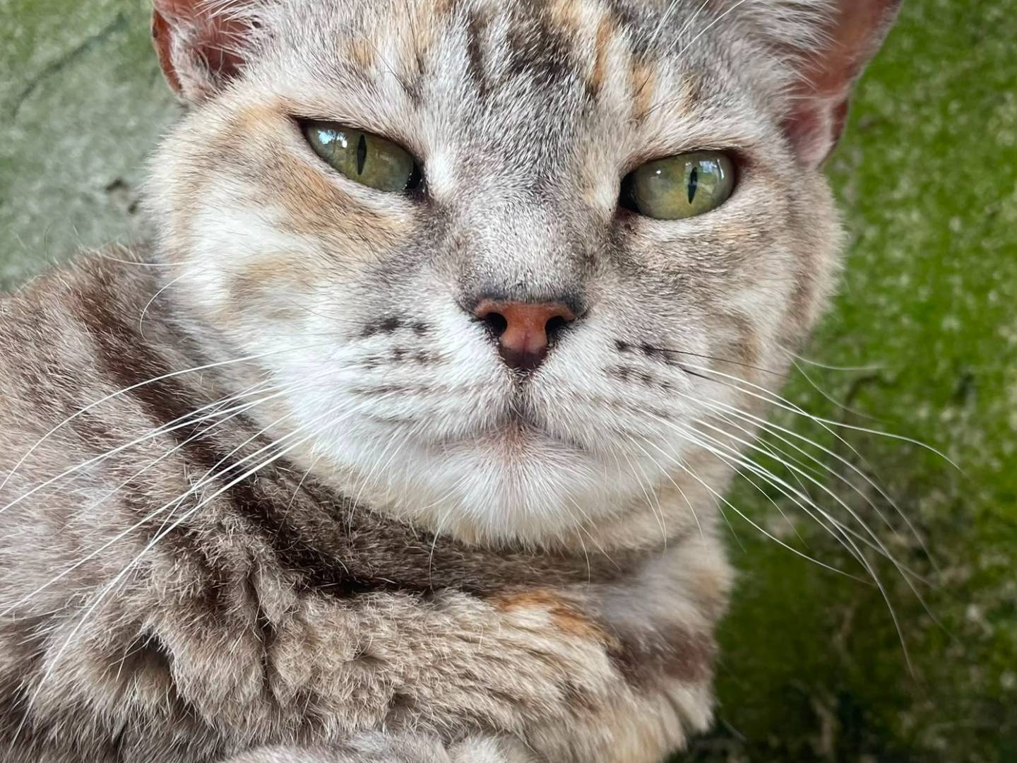 Adotta un gatto, taglia non valida, femmina, Terni
