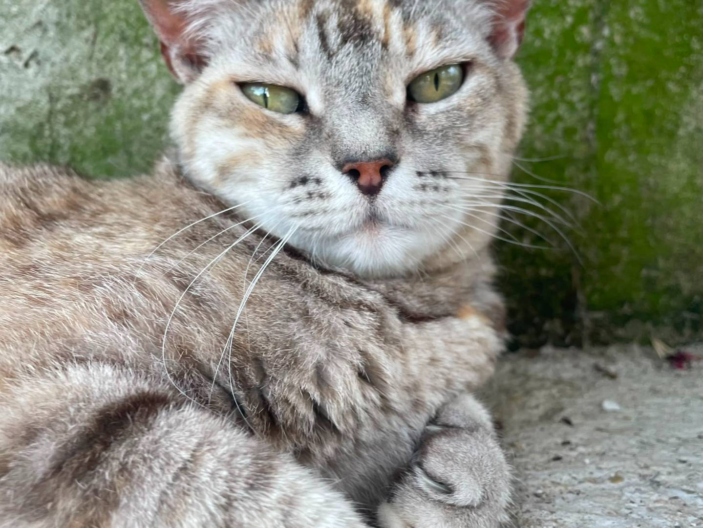 Adotta un gatto, femmina, 9 anni e 10 mesi, Terni