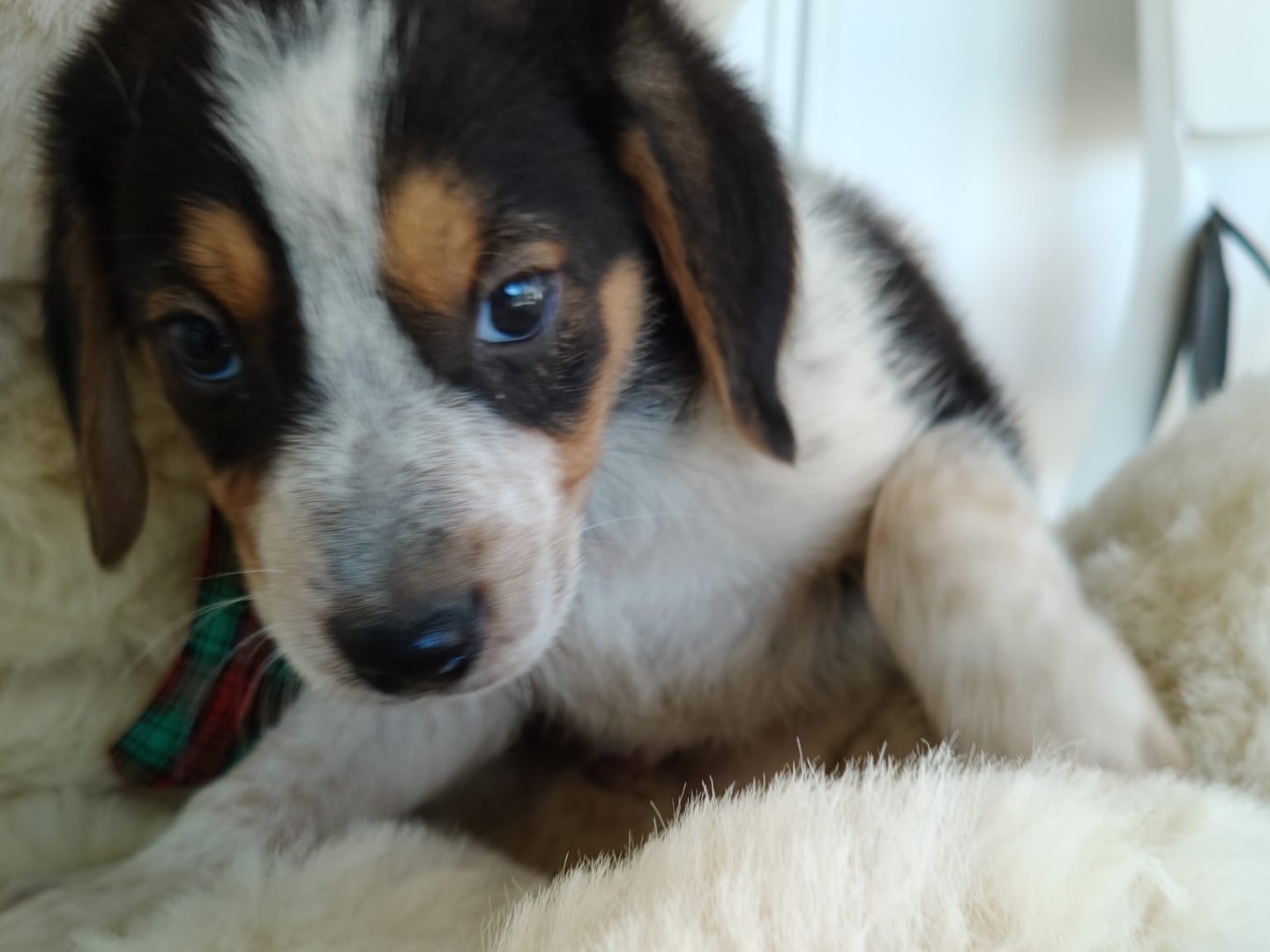 Adotta un cane, maschio, 2 mesi, Crotone