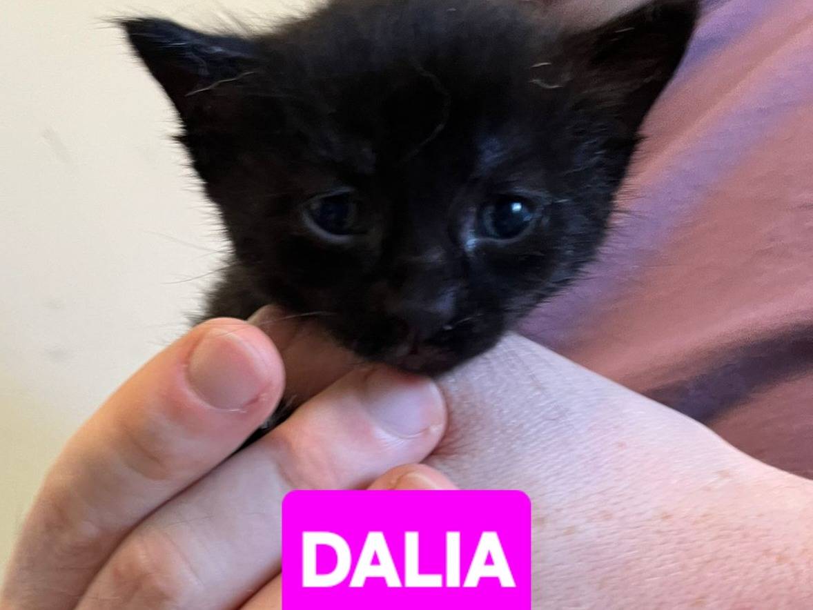 Adotta un gatto, femmina, 3 mesi, Brescia