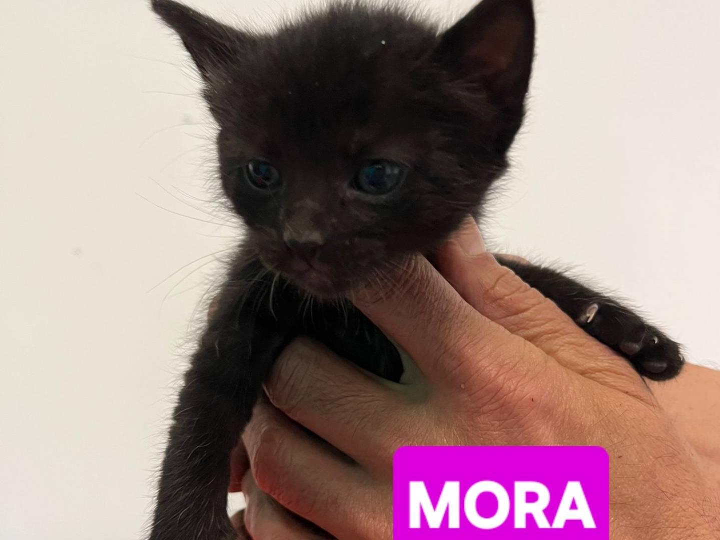 Vuoi adottare un gatto a Brescia?